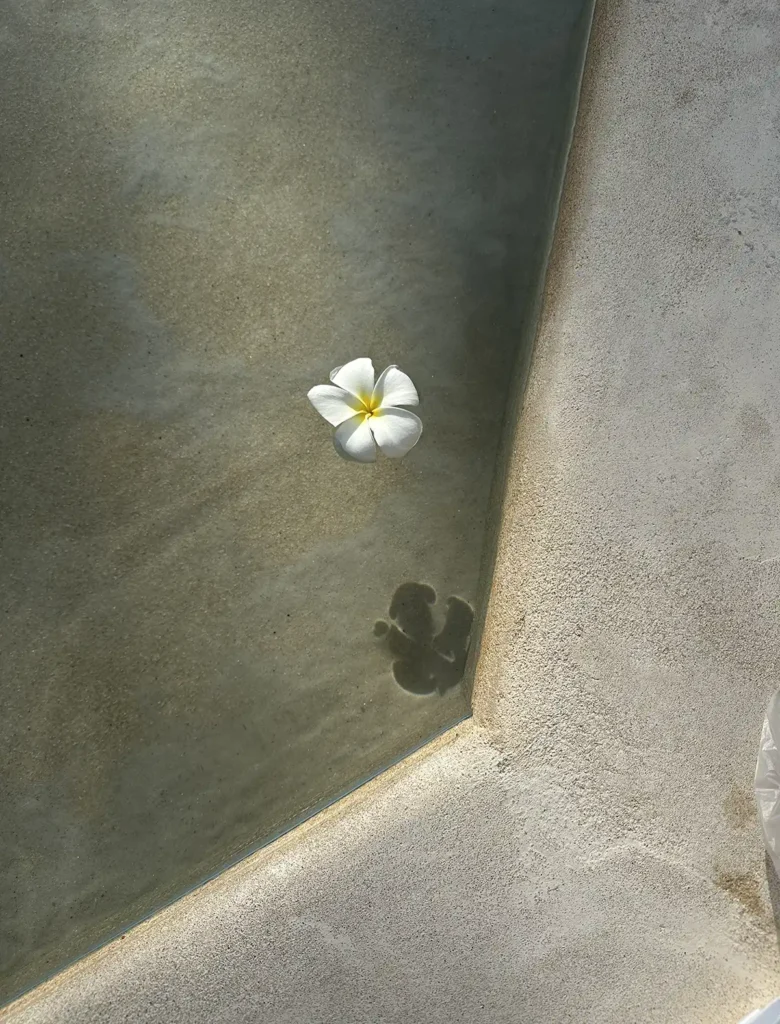 Frangipani flower floating in a still water pool